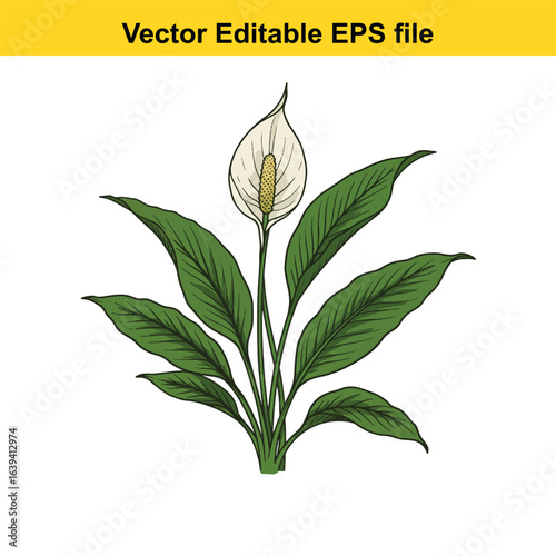 Indoor plant vector art of peace lily plant with white flower isolated on white background