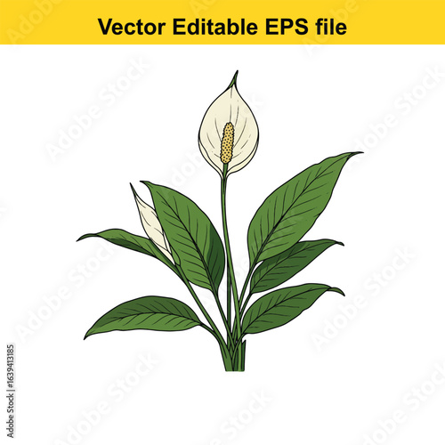 Indoor plant vector art of peace lily flower with green leaves isolated on white background
