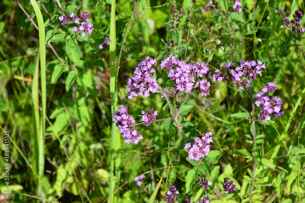 Fototapeta premium Close-up of blooming oregano plants in a sunny field copy space