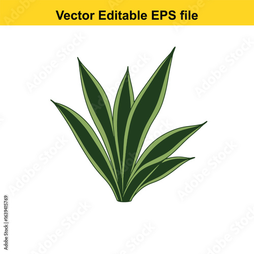 Indoor plant vector art of green snake plant leaves isolated on white background