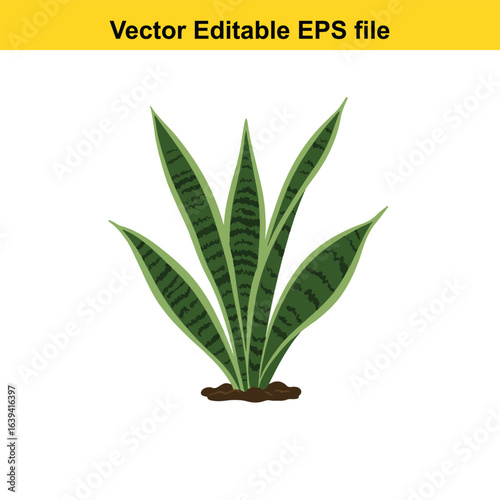 Indoor plant vector art of green snake plant leaves with soil isolated on white background
