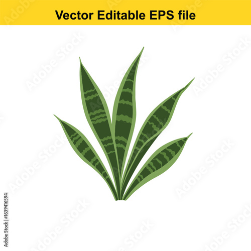 Indoor plant vector art of green snake plant leaves isolated on white background