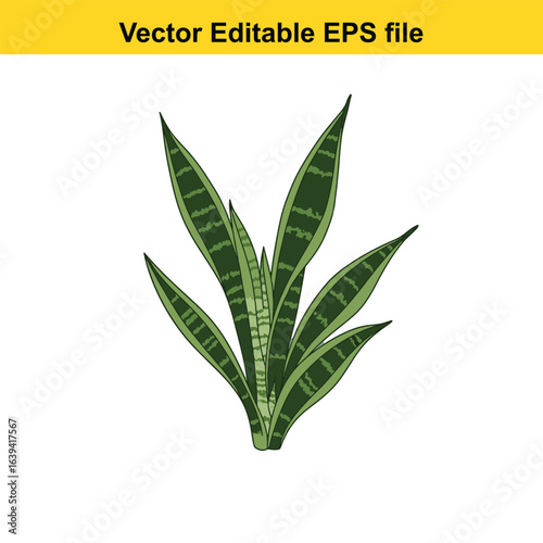 Indoor plant vector art of green snake plant leaf isolated on white background