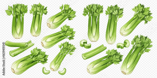 A collection of fresh green celery bunches, stalks, and chopped pieces illustrated in a realistic style.