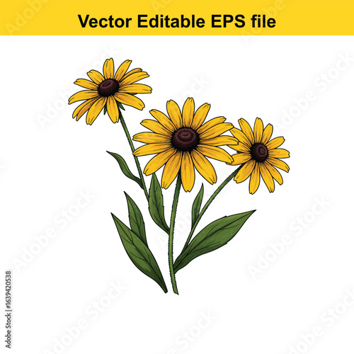 Tableau sur toile Indoor plant vector art of three yellow blackeyed susan flowers isolated on whit