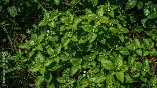 A lush lemon balm herb prospering in a garden offering partial sunlight and shade