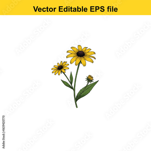 Tableau sur toile Indoor plant vector art of two yellow blackeyed susan flowers and bud isolated o
