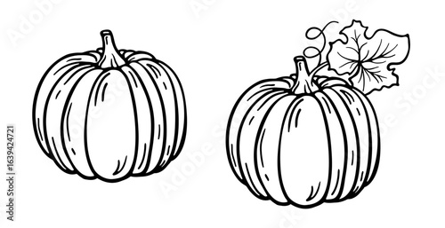 Pumpkin drawing outline sketch, isolated on white. Black and white line drawing of single pumpkin with leaf. Vector or png clipart for autumn harvest illustration, farm or vegetable market design.