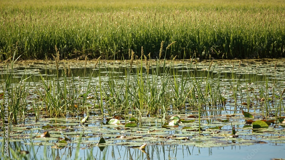 Fototapeta premium Using water plants to nourish fish