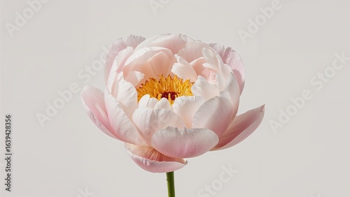 White and pink peony petals with yellow filaments - paeonia flower