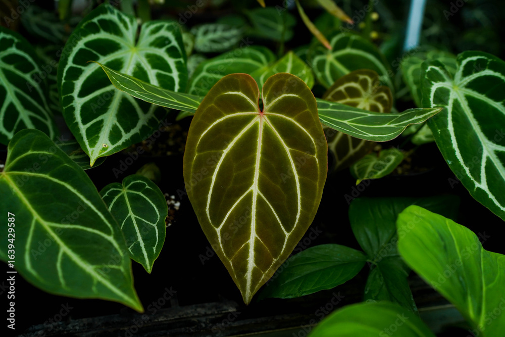 Obraz premium close up view of Anthrium varieties, dark green foliage with bright silvery veins, tropical garden indoor plants
