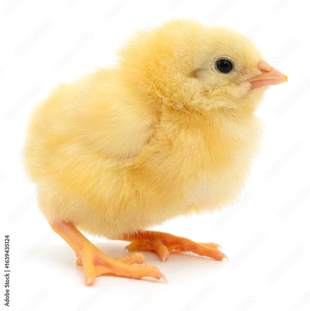 Fototapeta premium Fluffy yellow chick standing on white background