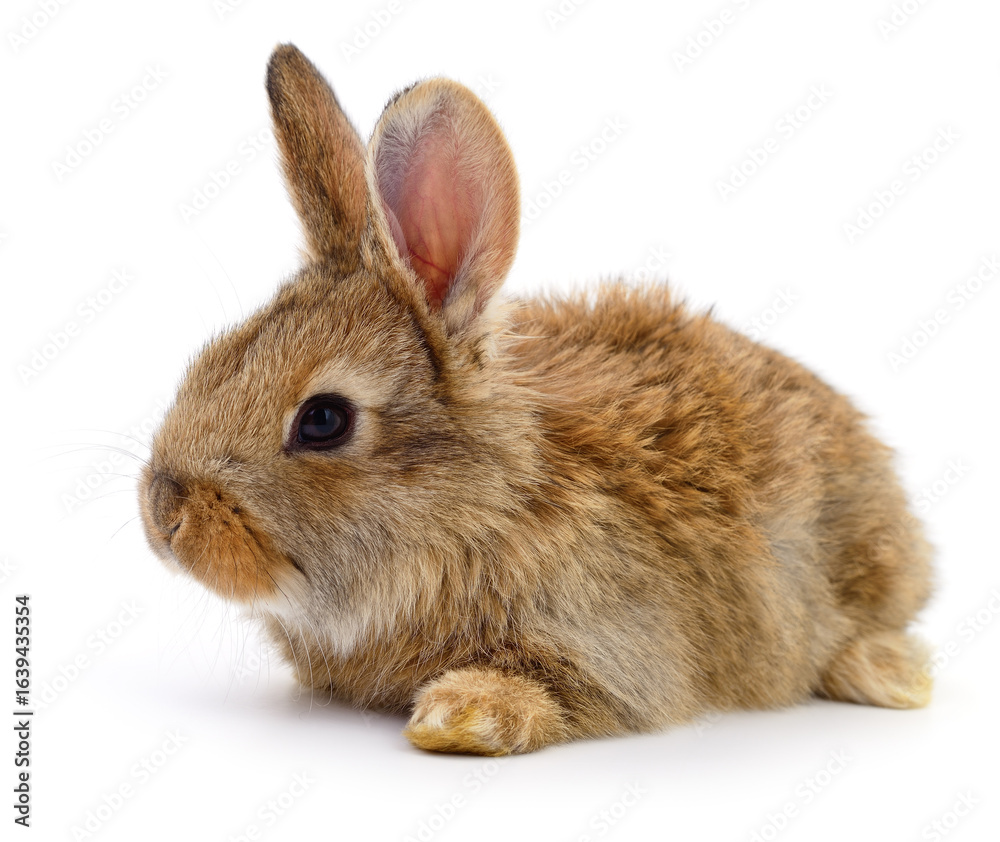 Fototapeta premium Adorable brown rabbit lying on white background