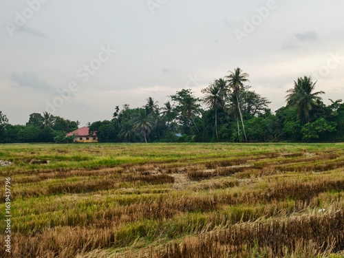 rice field in thailand