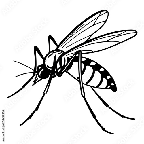 Detailed mosquito vector illustration. Hand-drawn outline of a flying insect with striped body