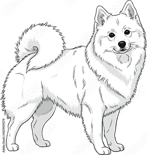 Adorable American Eskimo dog looking curiously standing vector 
