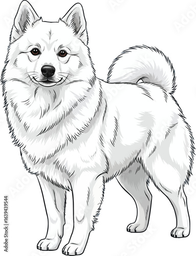 Alert American Eskimo Dog standing facing front vector illustration