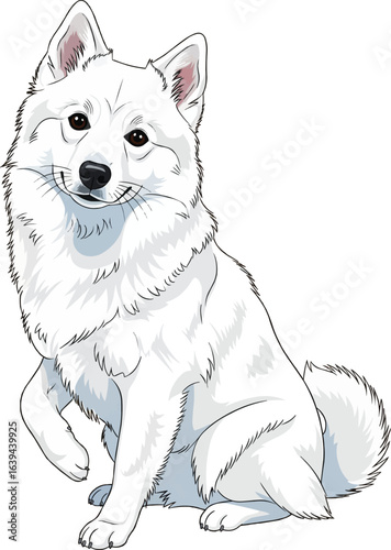 Adorable American Eskimo Dog posing while sitting vector illustration