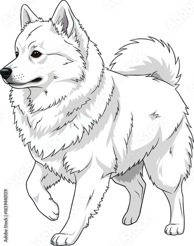Alert American Eskimo Dog looking away standing vector illustration