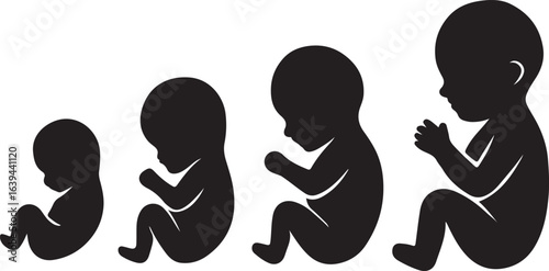 Silhouettes of human fetal development stages from beginning to birth