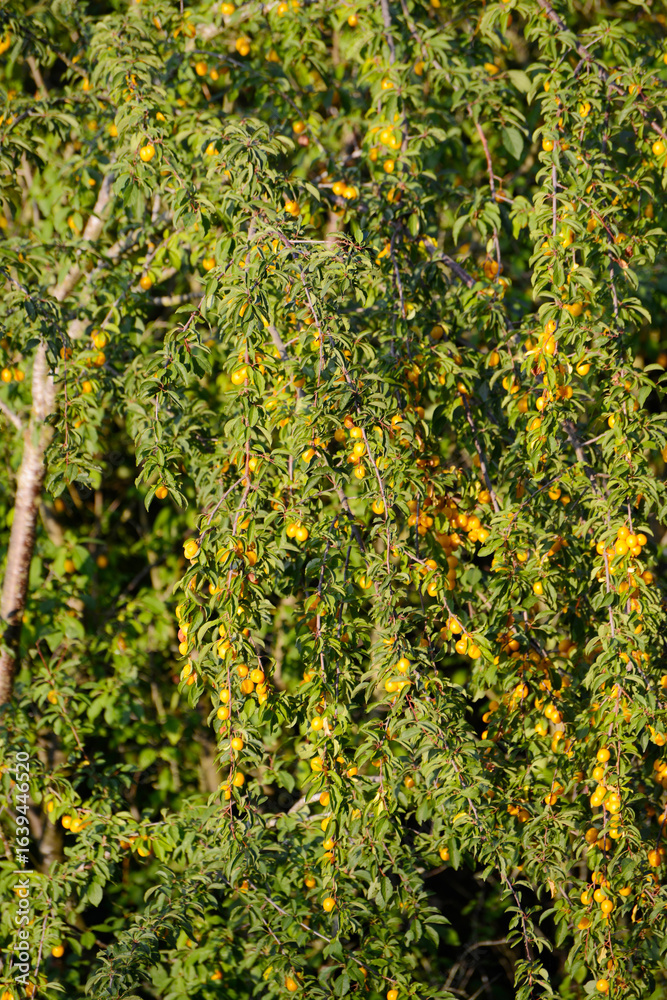 Fototapeta premium Mirabelle, Prunus domestica subsp. Syriaca, Früchte