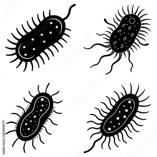 Illustration of four black and white bacteria cells with flagella and internal structures shown clearly