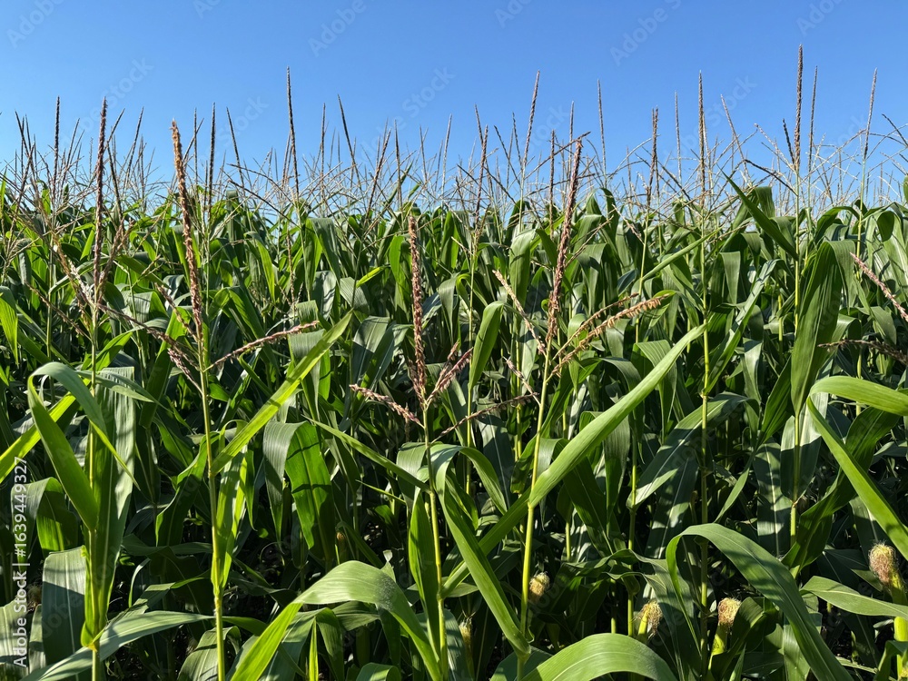 Obraz premium field of corn
