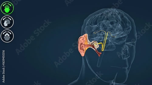 Functioning of the semicircular canals