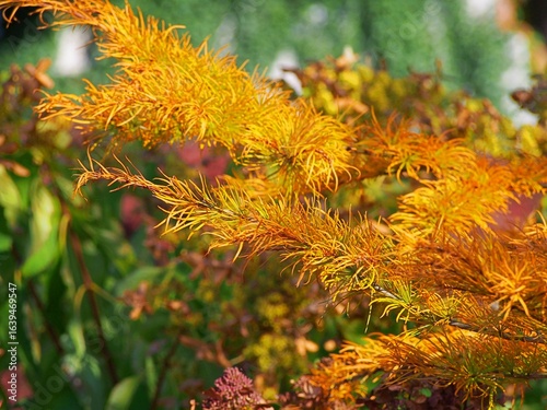 Amsonia hubrichtii – Arkansas blue star ornamental perennial with fine thread-like foliage, golden autumn color, garden landscape plant for borders and decorative plantings