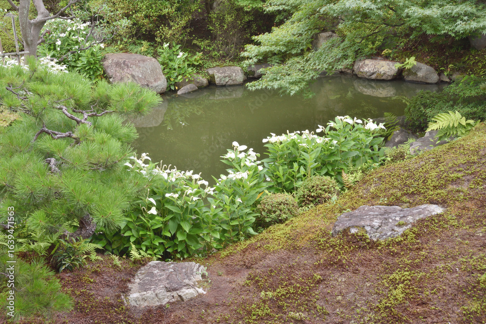 Fototapeta premium 両足院の庭園