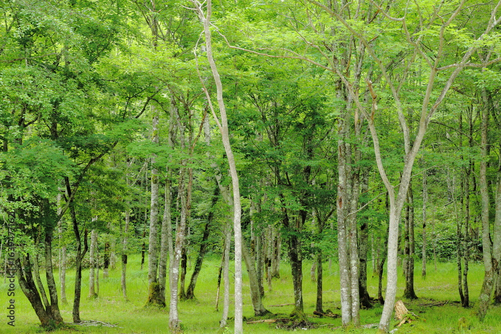 Obraz premium 岐阜県高山市せせらぎ街道の白樺