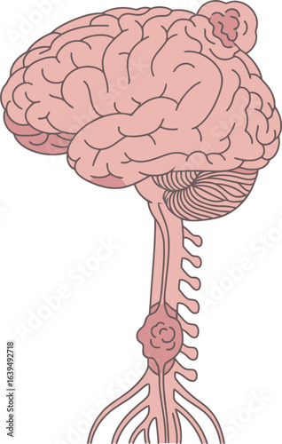 Diagram of the human brain and spinal cord, showing anatomical structures.