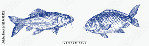 Detailed blue illustration of three carp fish in various poses on white background