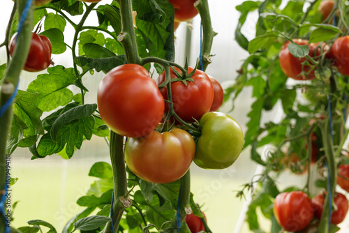Juicy red tomatoes ripening...
