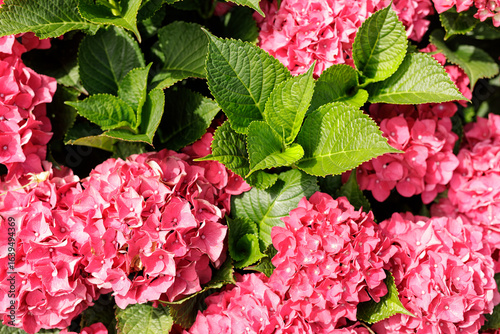 Beautiful pink hydrangeas i...