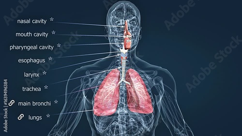 Wallpaper Mural Human respiratory system Torontodigital.ca