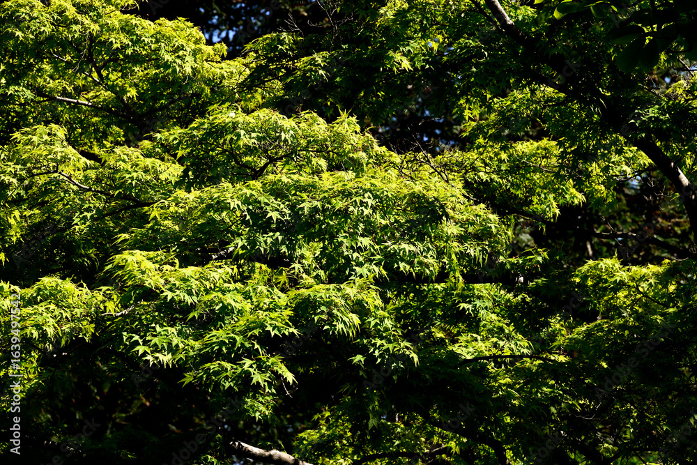 Obraz premium 初夏の六甲山牧場