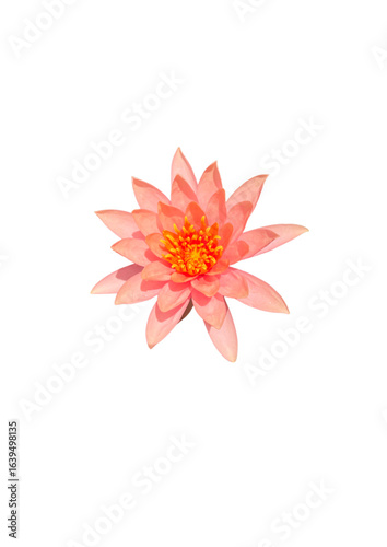 Orange Waterlily on white background