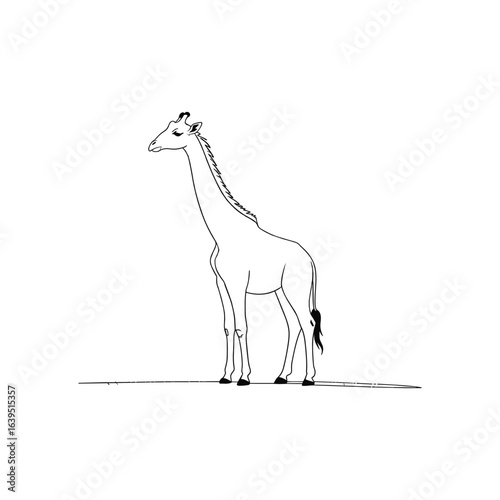 Elegant giraffe standing on a thin line animal wildlife