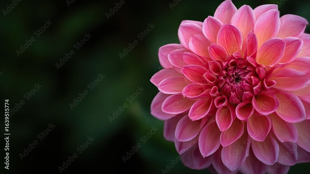 Fototapeta premium A close-up of a vibrant pink dahlia flower, showcasing its intricate petals, delicate center, and every high-resolution detail, creating an immersive experience to explore each petal's unique beauty.
