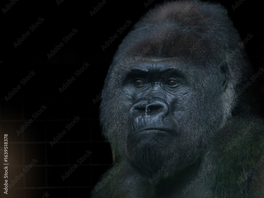 Obraz premium Gorilla