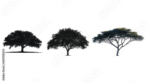 Different tree silhouettes isolated on white background