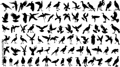 Silhouette collection of various birds in different poses such as flying standing and perching