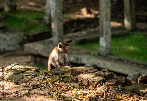 Tableau sur toile monkey sitting on the ruins of a monastery, Anuradhapura, Sri lanka