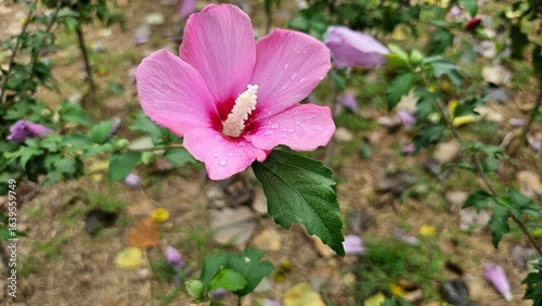 무궁화 꽃 클로즈업, 빗방울 맺힌 분홍색 꽃잎과 초록 잎사귀 / Hibiscus syriacus Pink Flower Close-up with Raindrops