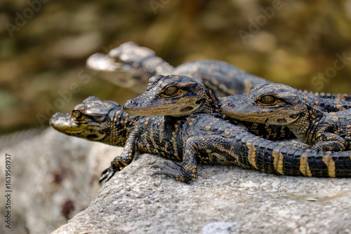 Adorable Baby Alligator Gator Snuggles
