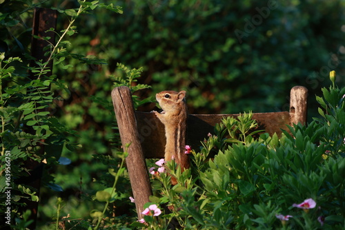 Curious chipmunk 