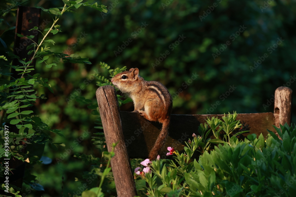 Obraz premium Perched Chipmunk
