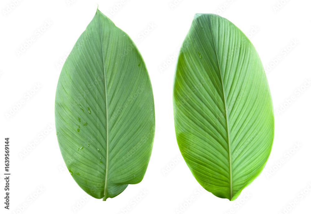 Fototapeta premium Turmeric leaf isolated with clipping path