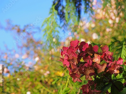 Hydrangea paniculata ‘Mega Mindy’ – compact panicled hydrangea with upright white flowers turning deep pink in late summer, ornamental shrub ideal for borders, hedges and landscaping projects